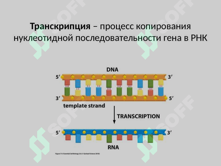 Транскрипция 3