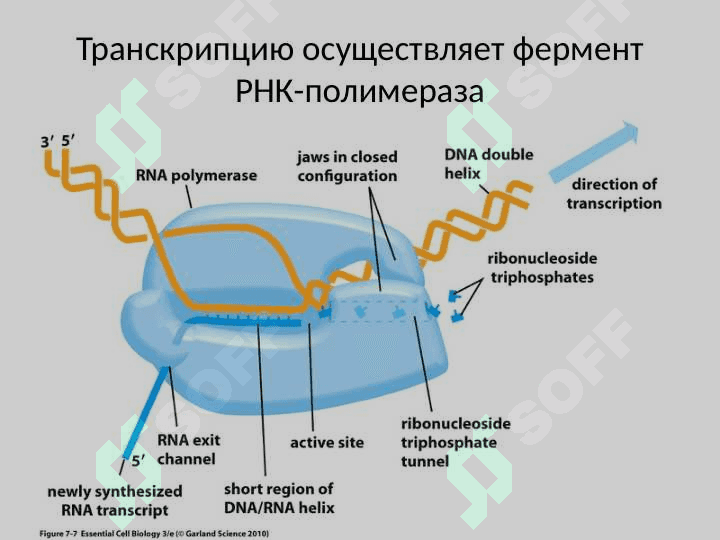 Транскрипция 4
