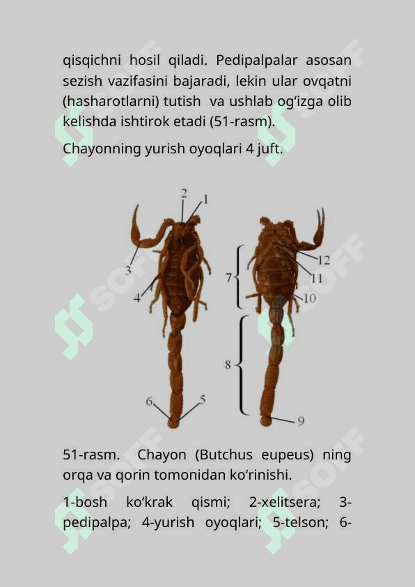 BO’G’IMOYOQLILARNING KENG TARQALISH SABABLARI 7