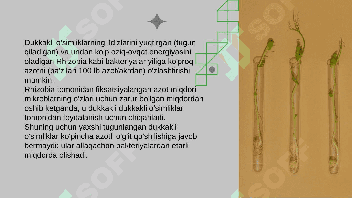 Azotni o’simlik hayotida tutgan o’rni 6