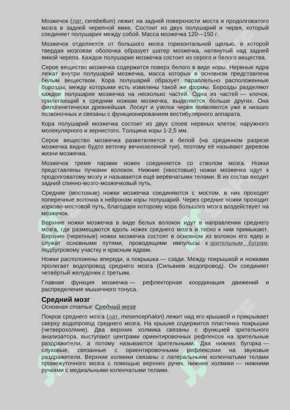 Головной мозг человека 4