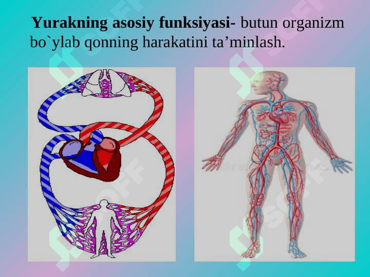 Yurakning gemodinamik vazifasi. Yurak muskulining asosiy fiziologik xossalari. 3