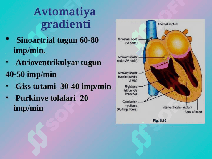 Yurakning gemodinamik vazifasi. Yurak muskulining asosiy fiziologik xossalari. 6