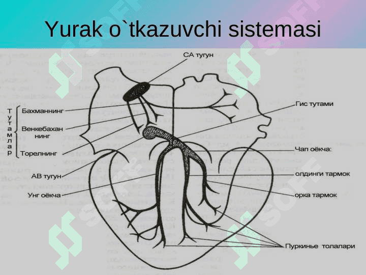 Yurakning gemodinamik vazifasi. Yurak muskulining asosiy fiziologik xossalari. 7