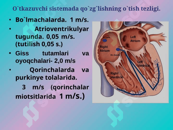 Yurakning gemodinamik vazifasi. Yurak muskulining asosiy fiziologik xossalari. 8