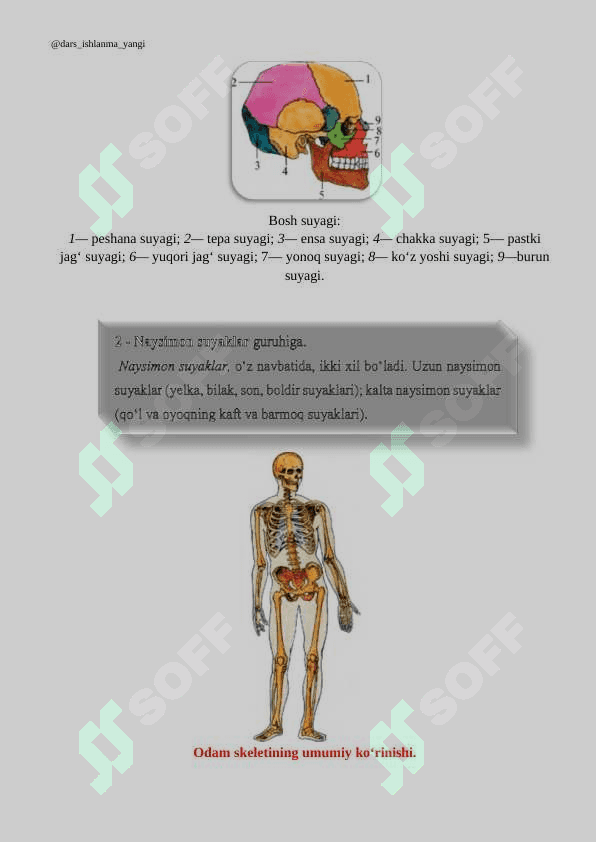Suyaklarning tuzilish. Ochiq dars ishlanma 6-7-8 sinflar uchun biologiya fanidan 4