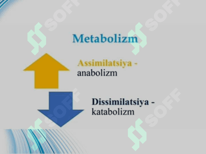 Metabalizm jarayonida energiyaning hosil bo'lishi va sarflanishi 3