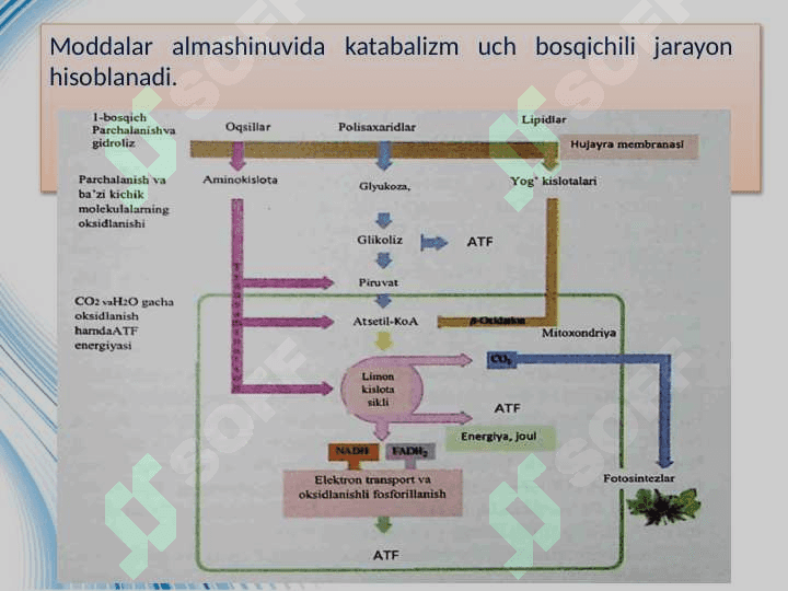 Metabalizm jarayonida energiyaning hosil bo'lishi va sarflanishi 7