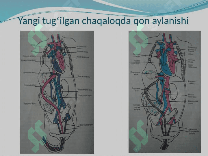 BOLALARDA YURAK-QON TOMIR TIZIMINING ANATOMO-FIZIOLOGIK XUSUSIYATLARI 8
