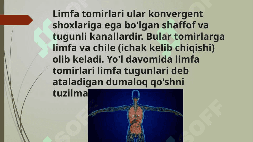 limfa tomirlari rivojlanishiga va tuzilishiga ijtimoiy va biologik muhitlarning ta`siri 2