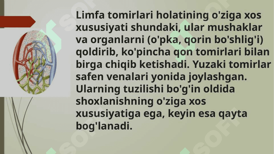 limfa tomirlari rivojlanishiga va tuzilishiga ijtimoiy va biologik muhitlarning ta`siri 4