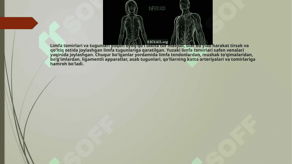 limfa tomirlari rivojlanishiga va tuzilishiga ijtimoiy va biologik muhitlarning ta`siri 8