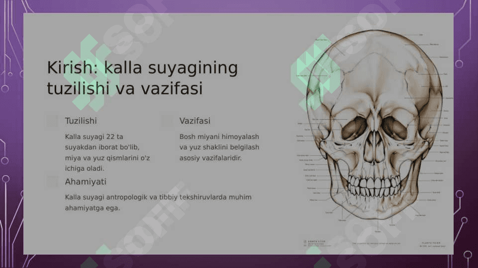 Kalla suyagining tuzilishi 2
