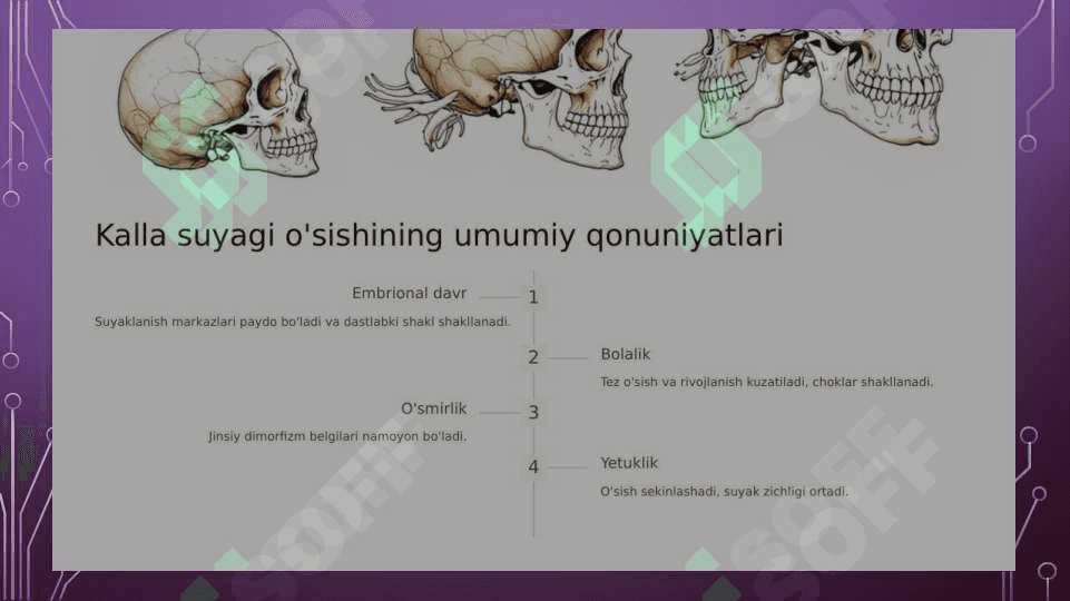 Kalla suyagining tuzilishi 4