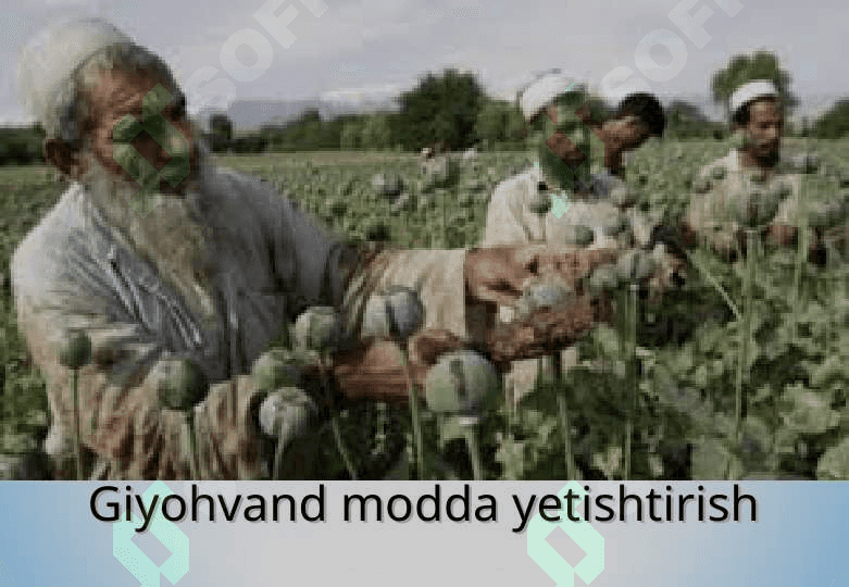 Giyohvand moddalar 3
