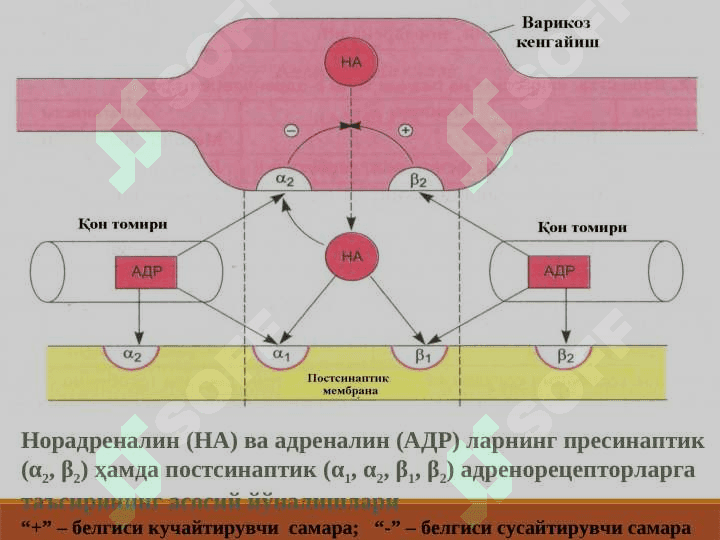 ADRENOMIMETIKLAR. SIMPATOMIMETIKLAR 5