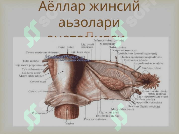 AYOLLAR JINSIY A`ZOLARI JOYLASHISH VA RIVOJLANISH NUQSONLARI 2