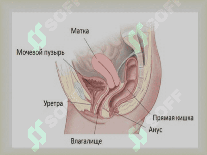 AYOLLAR JINSIY A`ZOLARI JOYLASHISH VA RIVOJLANISH NUQSONLARI 4