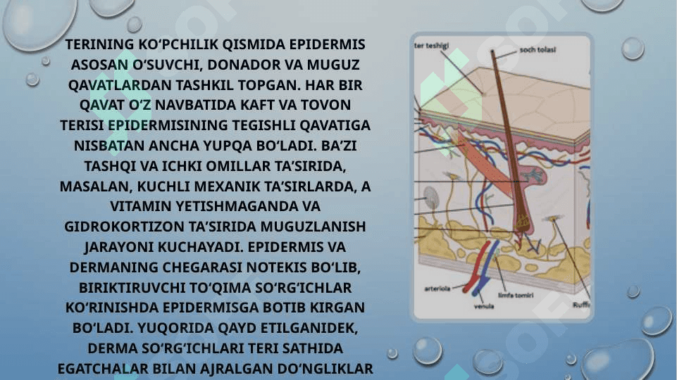 Terining fiziologiyasi va yoshga bog‘liq xususiyatlari 4
