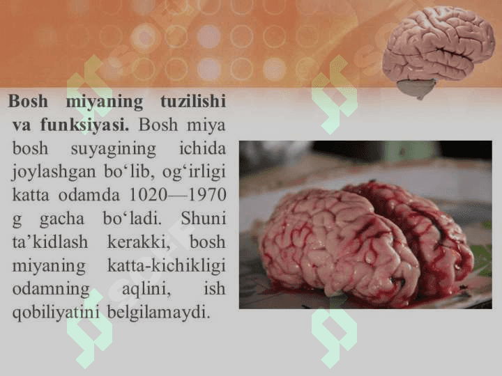 BOSH MIYA FIZIOLOGIYASI 3