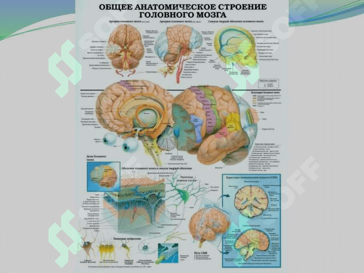 BOSH MIYA FIZIOLOGIYASI 4