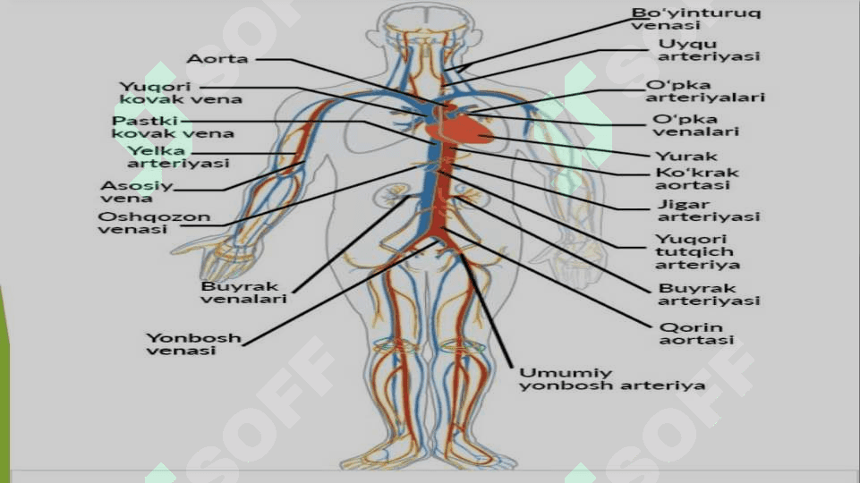 Qon aylanish sistemasining fiziologiyasi va boshqarilishi 3