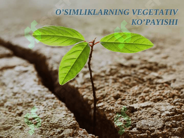 O’SIMLIKLARNING VEGETATIV KO’PAYISHI 2