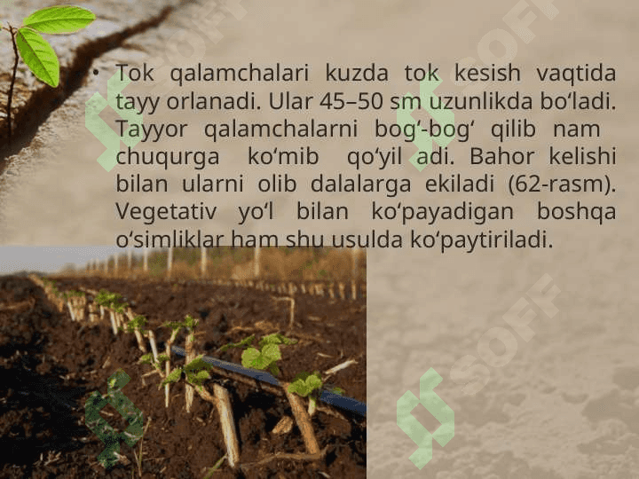 O’SIMLIKLARNING VEGETATIV KO’PAYISHI 4