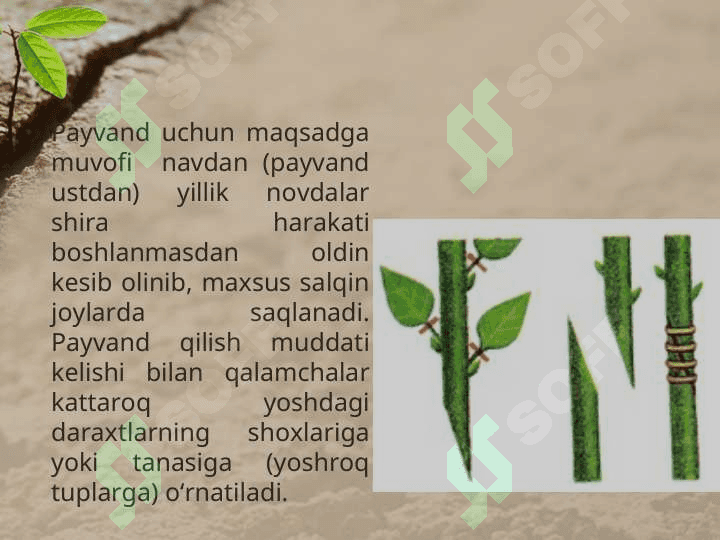 O’SIMLIKLARNING VEGETATIV KO’PAYISHI 7