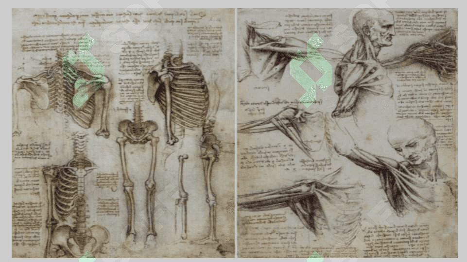 Uyg’onish davrida anatomik bilimlarning rivojlanishi 7