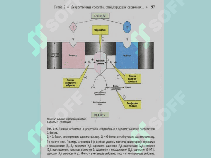 Efferent innervasiyaga ta'sir qiluvchi vositalar 3