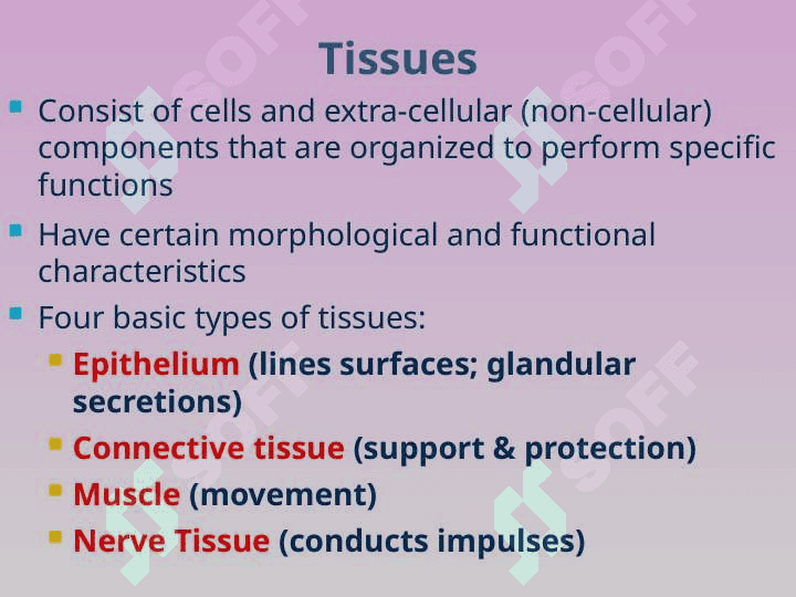 Epitheliume 2