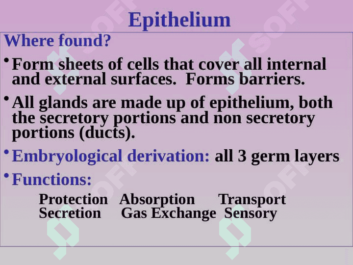 Epitheliume 4