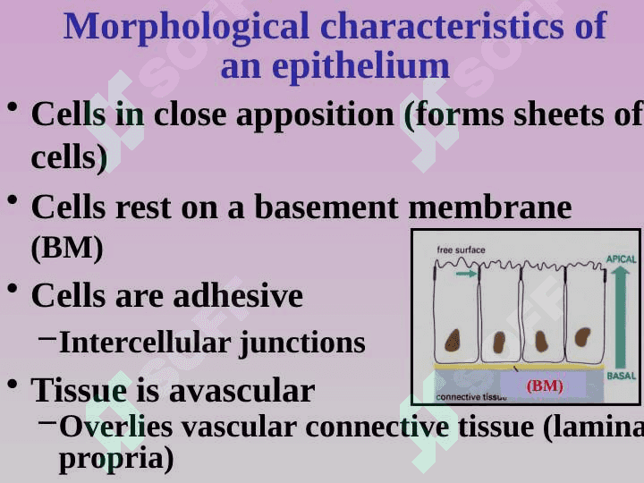 Epitheliume 5