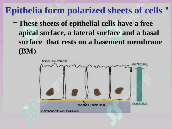 Epitheliume 6