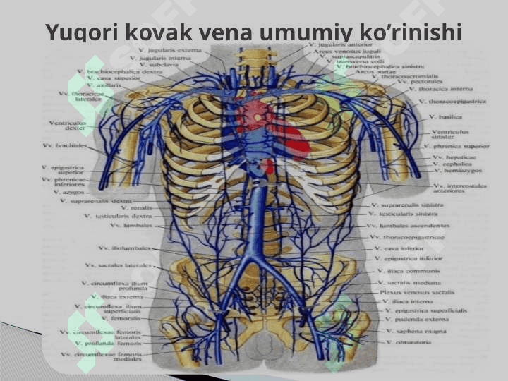 Juqari govek vena tizimi ham onin’ jasg’a ozgerisi 3