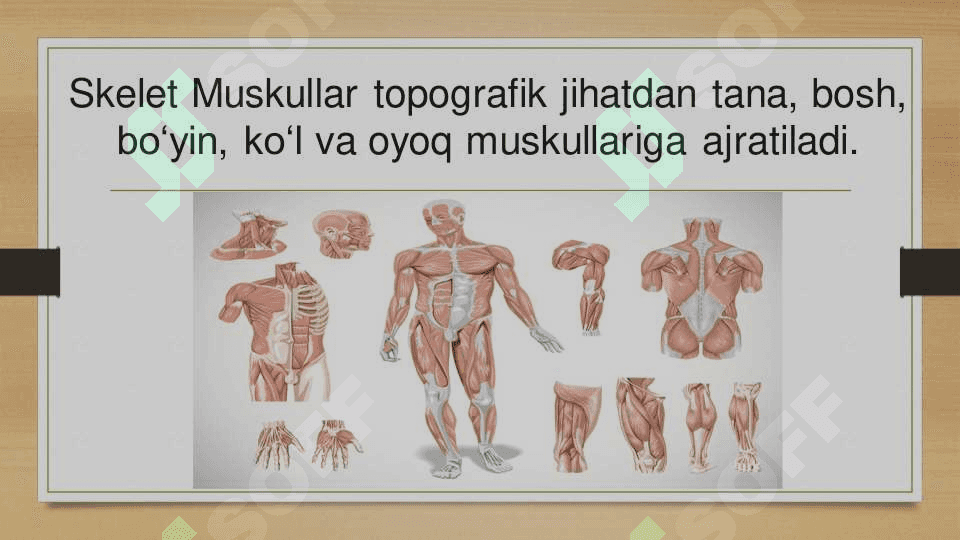 Koʻkrak muskullari va ularning vazifalari 4
