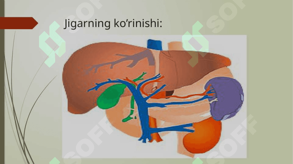 Jigar va oshqozonosti    bezining tuzilishi va funksiyalari 6
