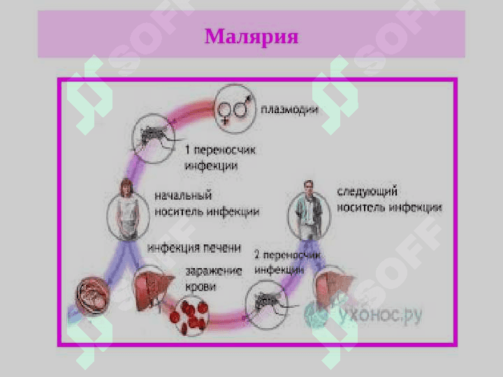 Противопротозойные средства 6