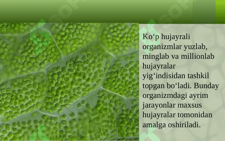HUJAYRA VA UNING TARKIBIY QISMLARI 5