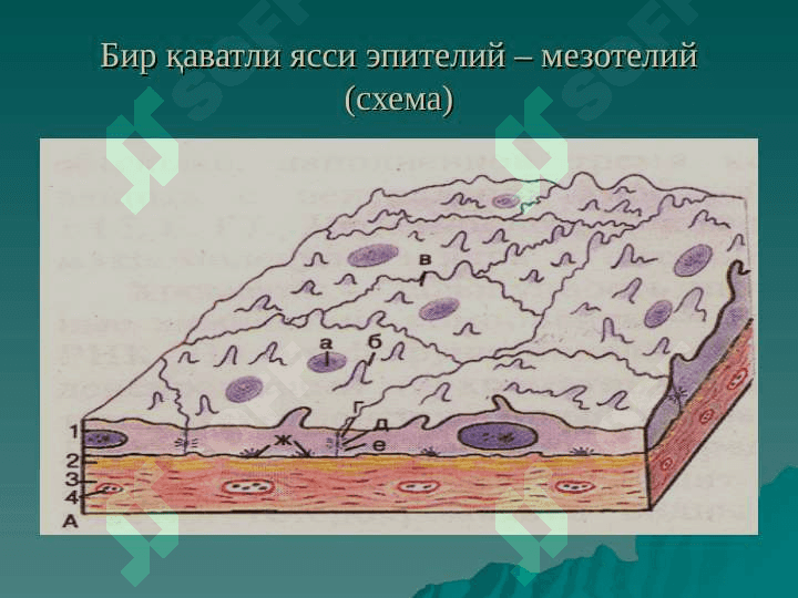 ЭПИТЕЛИЙ ТЎҚИМАСИ 3