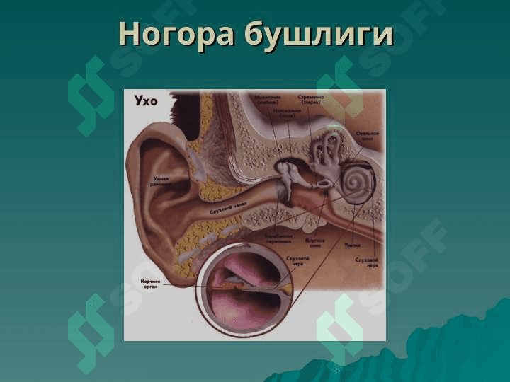 TASHQI VA O`RTA QULOQNING O`TKIR VA SURUNKALI KASALLIKLARI. 5