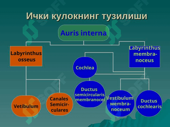 TASHQI VA O`RTA QULOQNING O`TKIR VA SURUNKALI KASALLIKLARI. 8