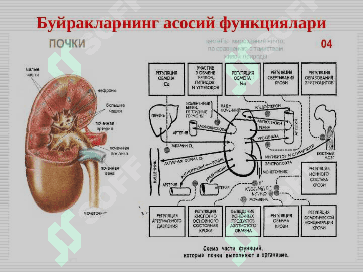 BOLALARDA  GLOMERULONEFRITLAR. 6