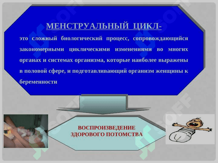 Менструальный цикл  и  его регуляция 3