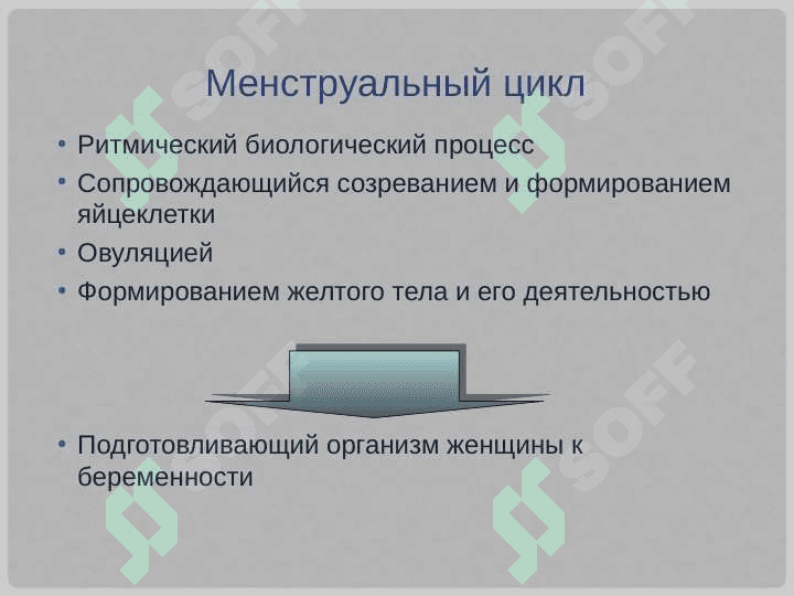 Менструальный цикл  и  его регуляция 4