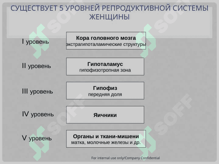 Менструальный цикл  и  его регуляция 5