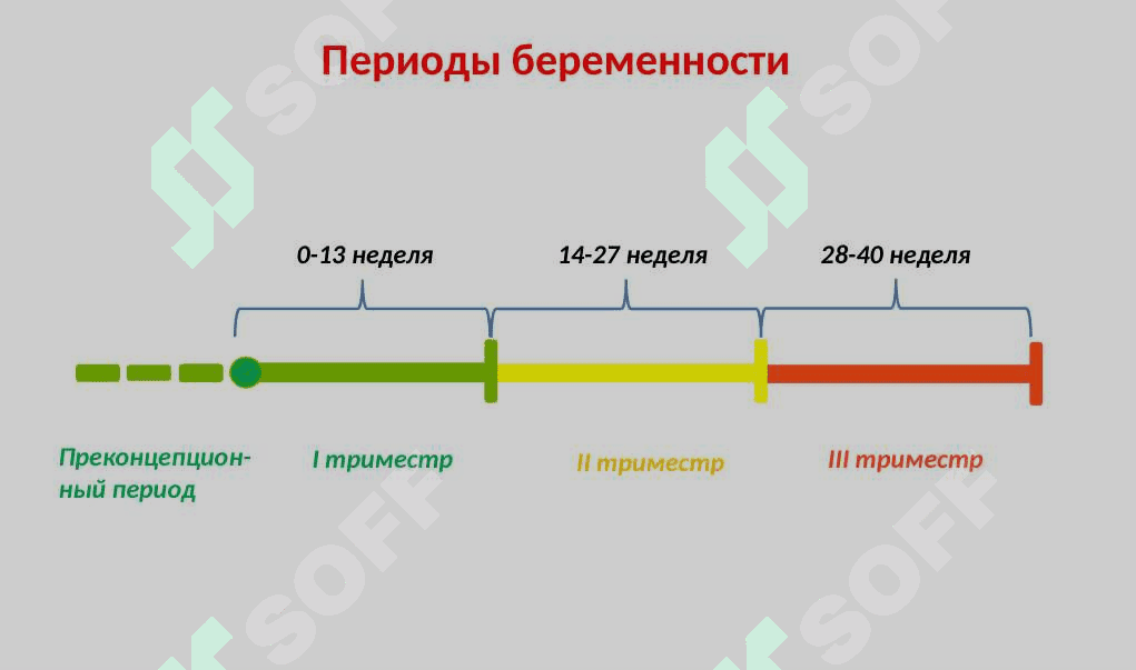 Роль L-аргинина в планировании и течении беременности 8