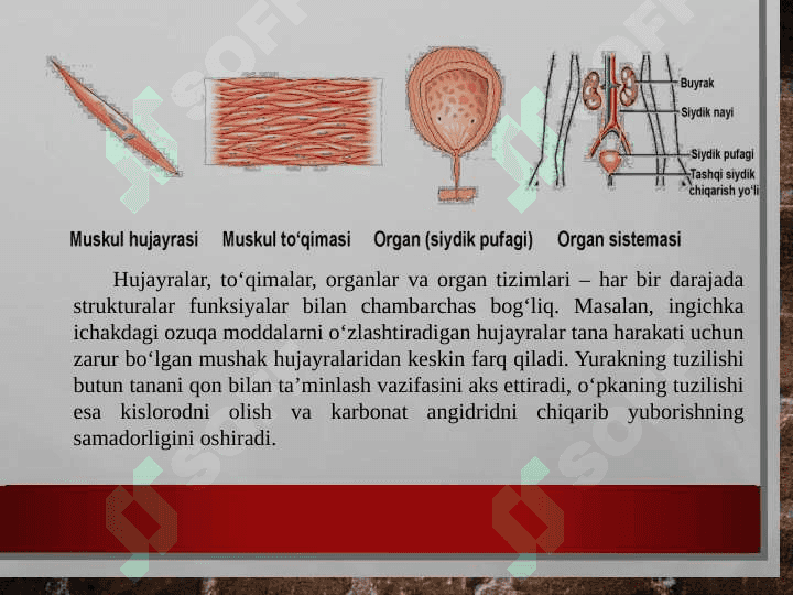 Odam organizmi 5
