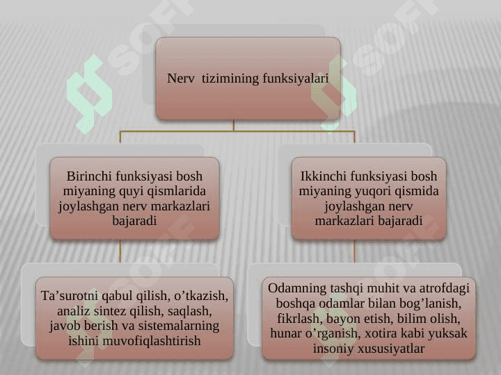 Nerv tizimining tuzilishi 3